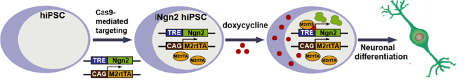Differentiation Results
